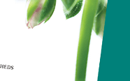 eversheds